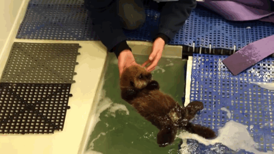 This Baby Otter Learning To Swim Is The Cutest Video Youll See This Baby Otter Learning To Swim Is The Cutest Video Youll See